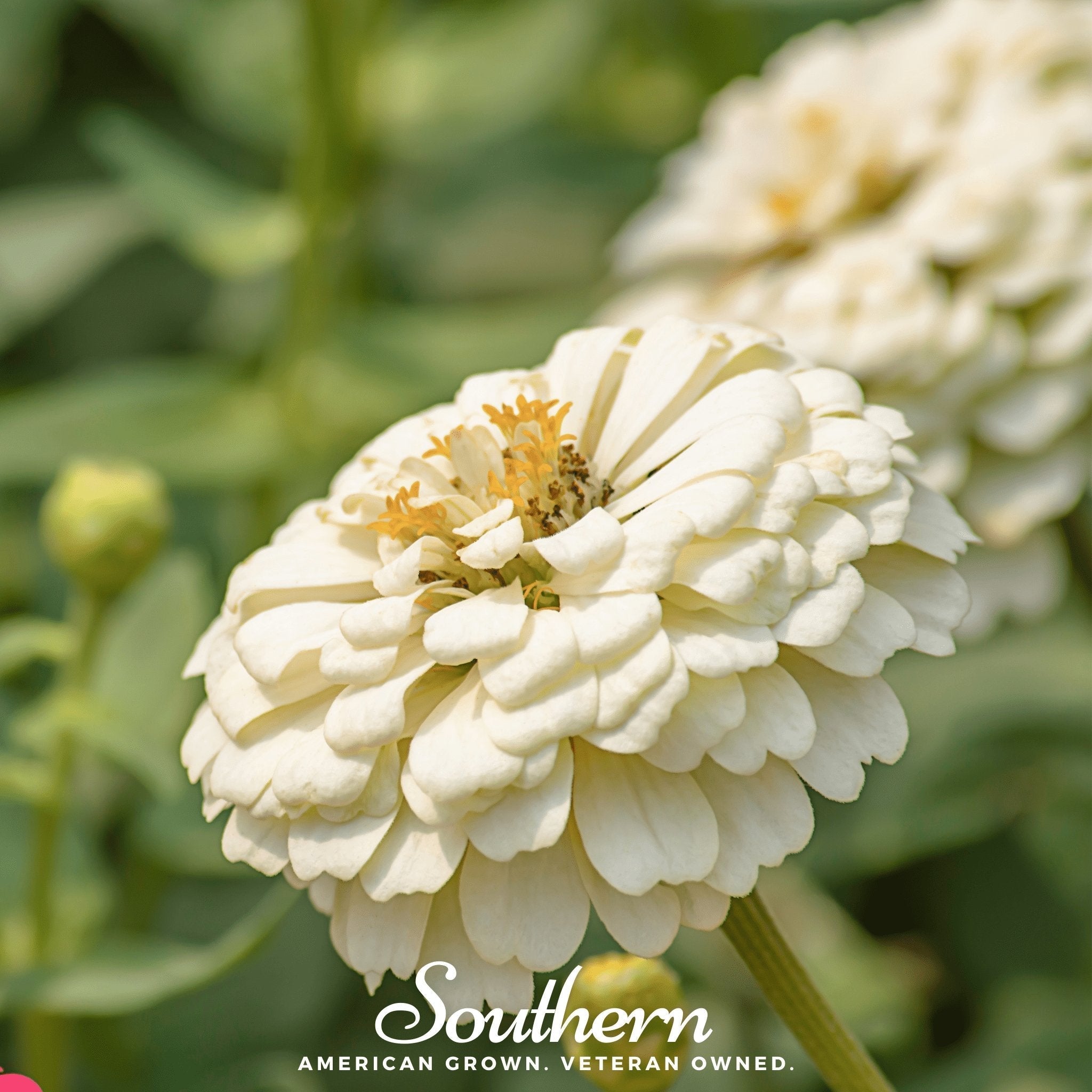 Polar Bear Zinnia – 100 Seeds | Seeds | Wiccan Center