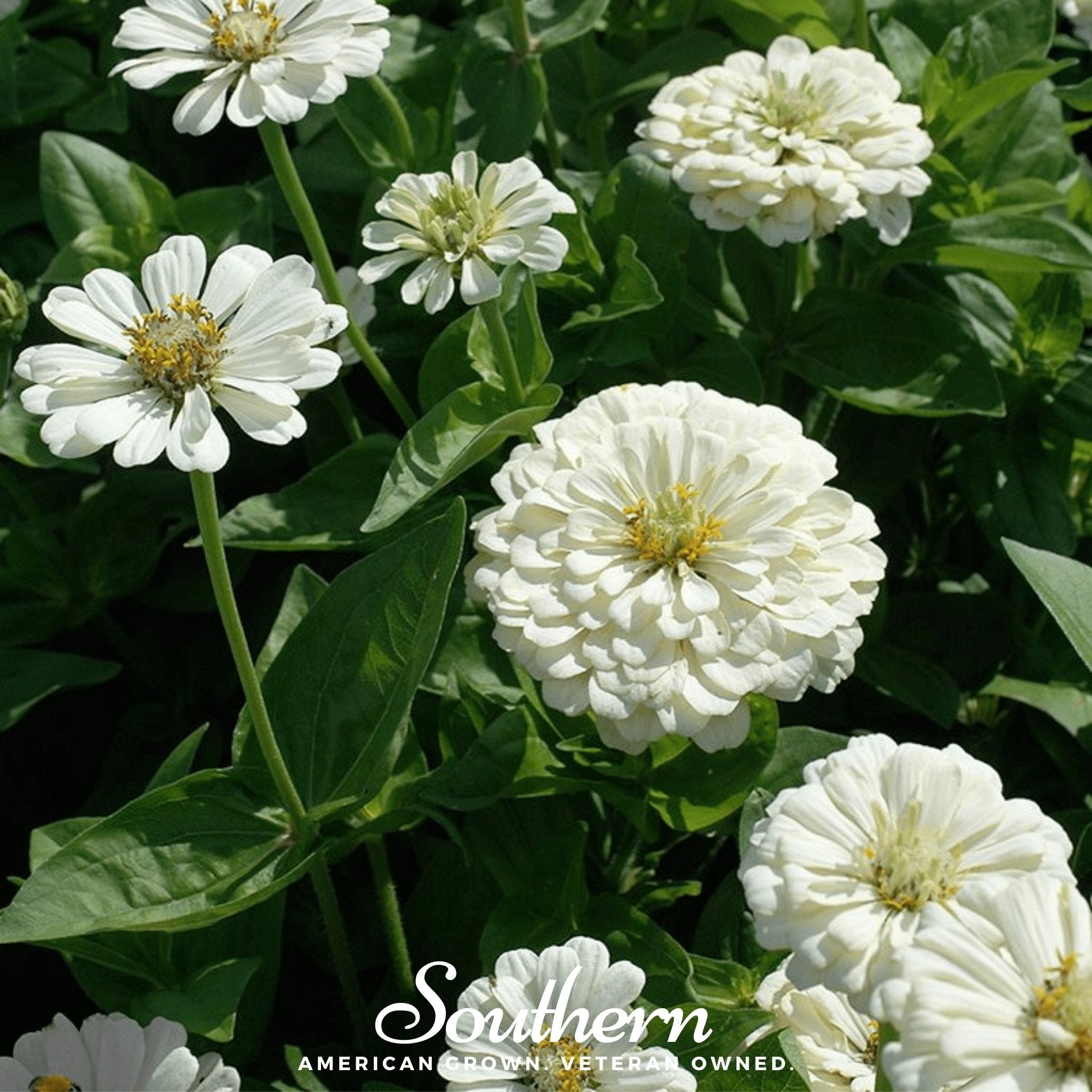 Polar Bear Zinnia – 100 Seeds | Seeds | Wiccan Center