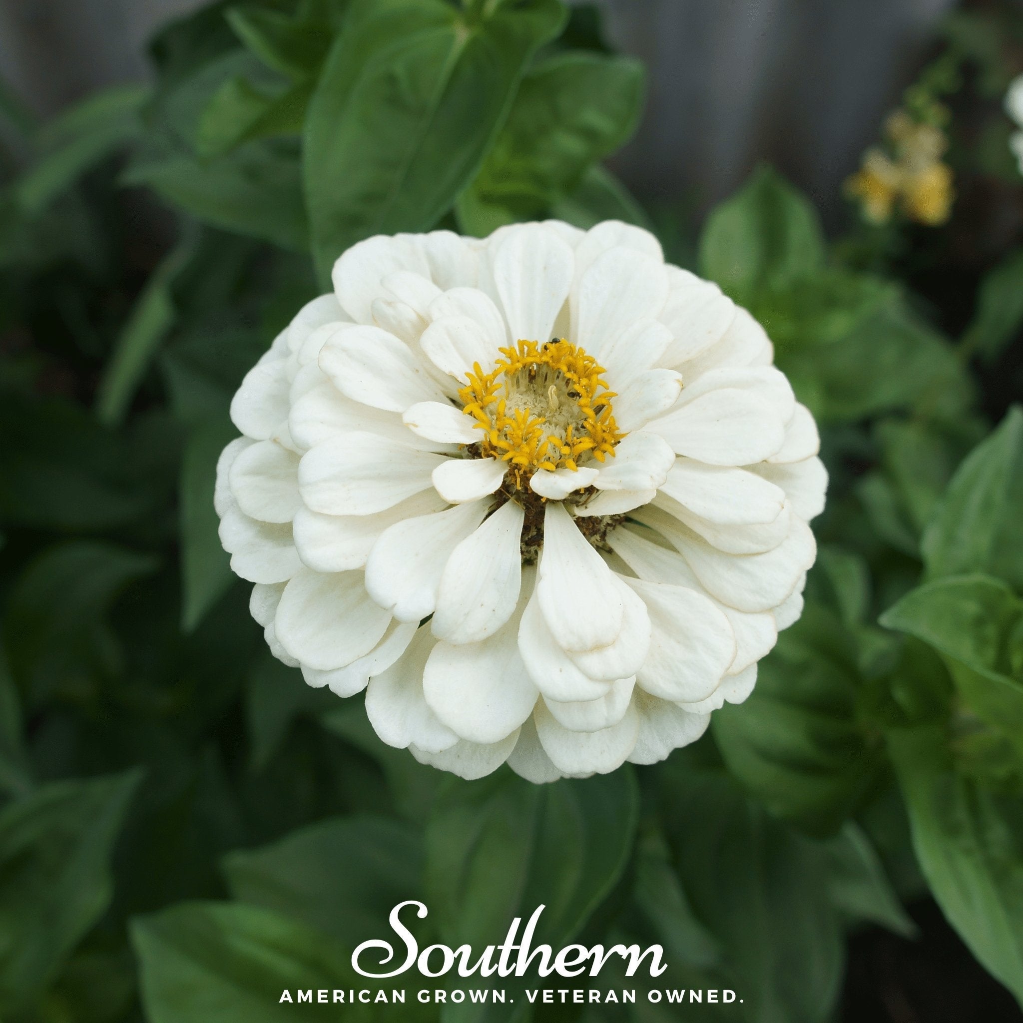 Polar Bear Zinnia – 100 Seeds | Seeds | Wiccan Center