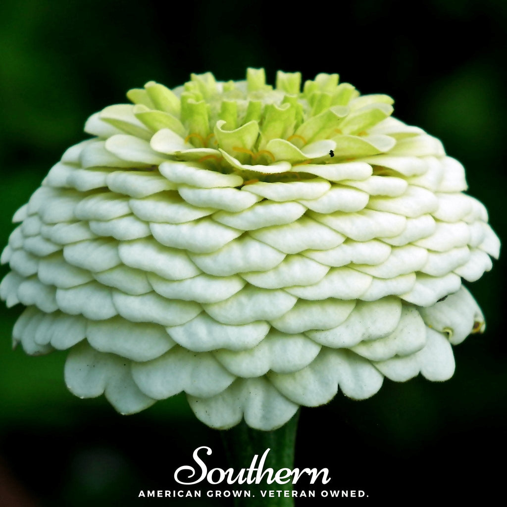 Polar Bear Zinnia – 100 Seeds | Seeds | Wiccan Center