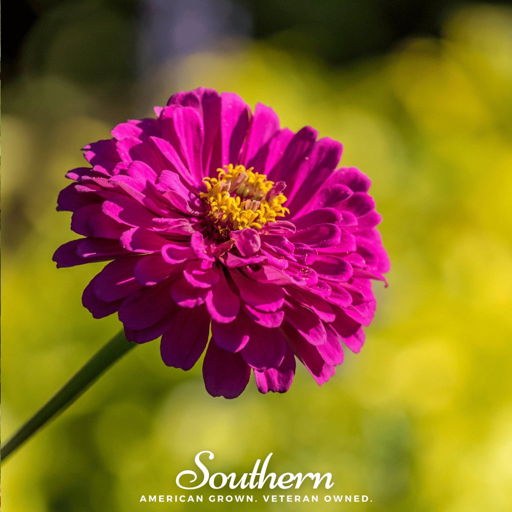 Purple Prince Zinnia – 100 Seeds | | Wiccan Center