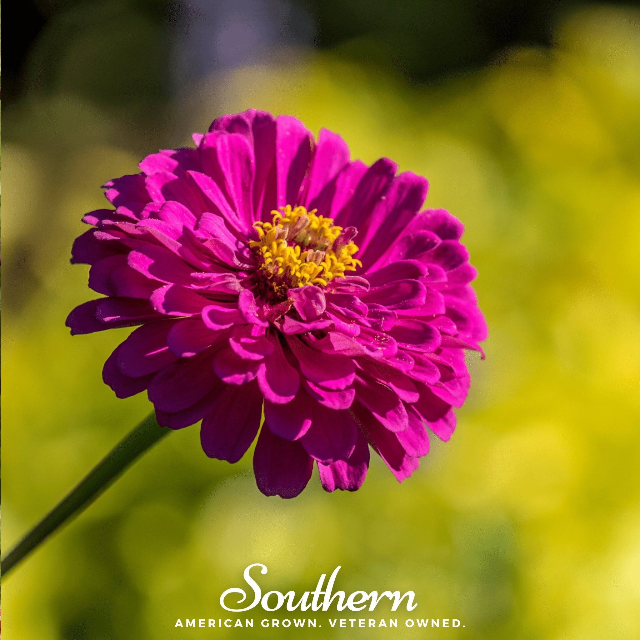 Purple Prince Zinnia – 100 Seeds | | Wiccan Center