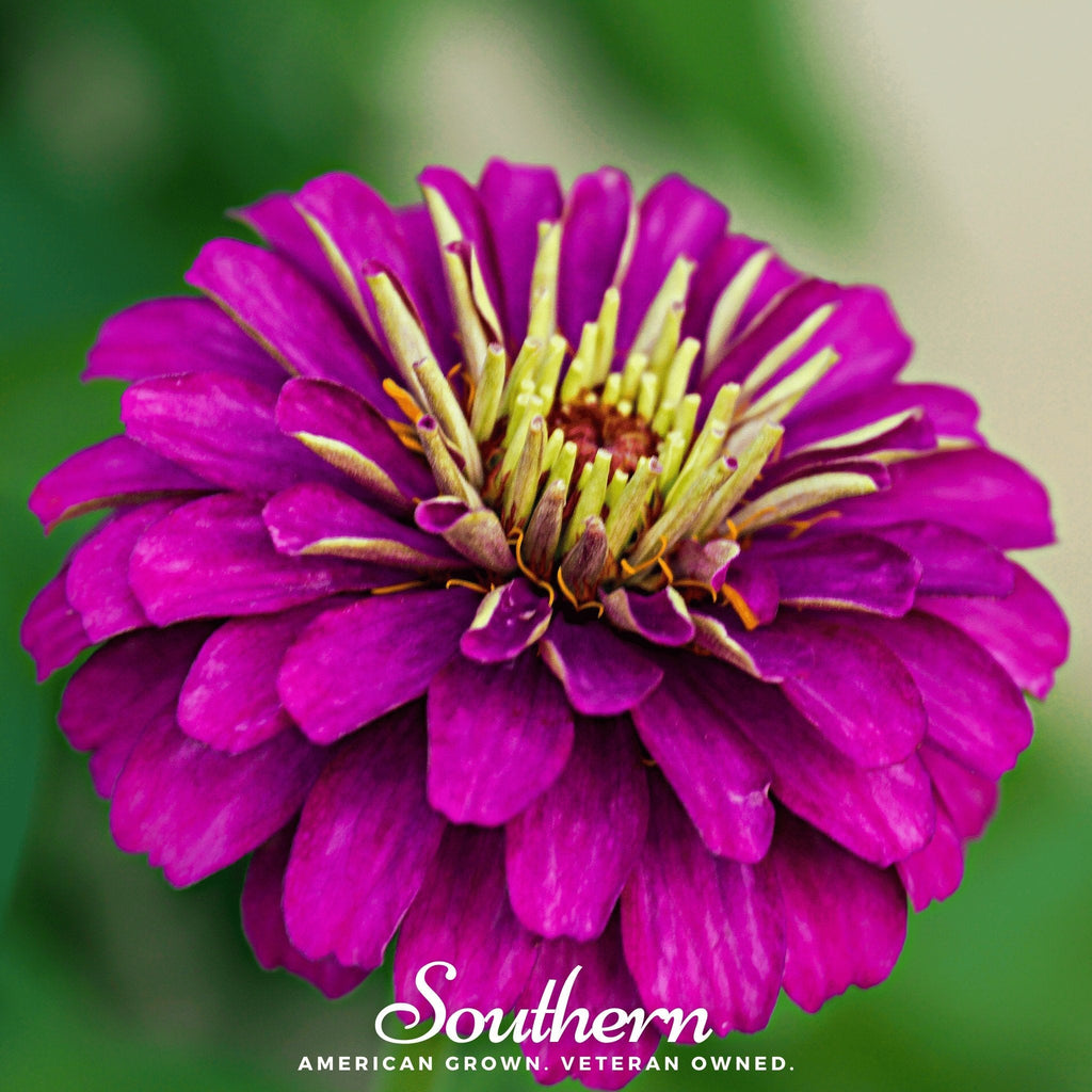 Purple Prince Zinnia – 100 Seeds | | Wiccan Center
