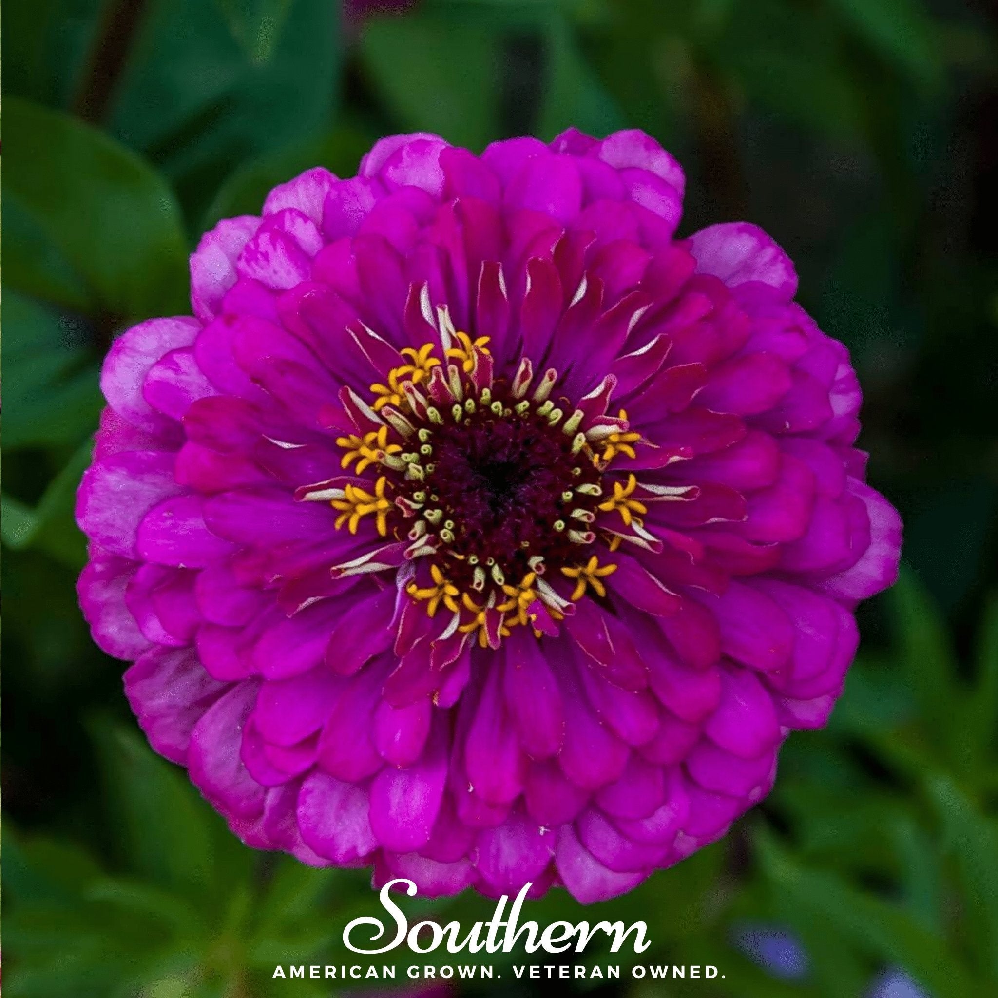 Purple Prince Zinnia – 100 Seeds | | Wiccan Center