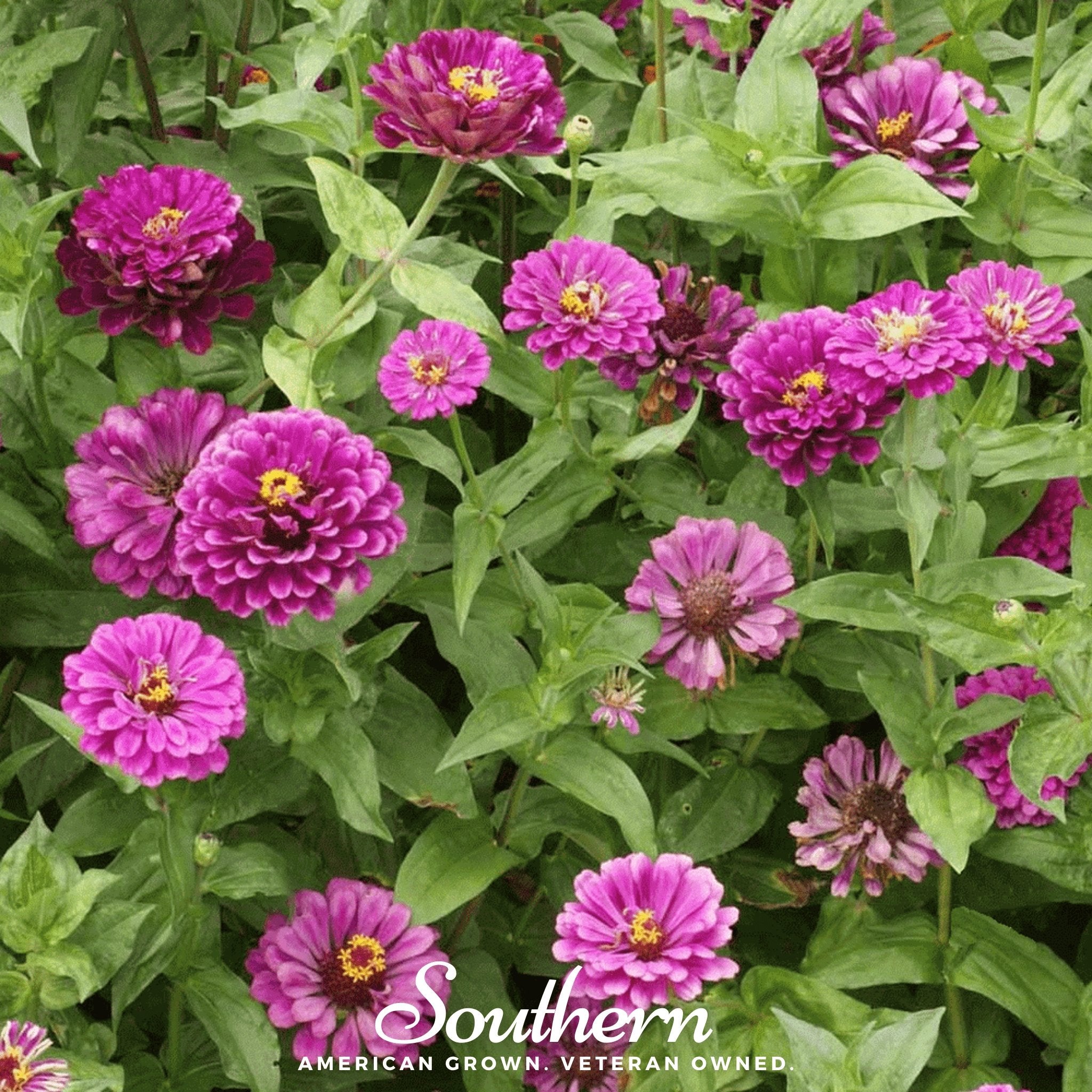 Purple Prince Zinnia – 100 Seeds | | Wiccan Center