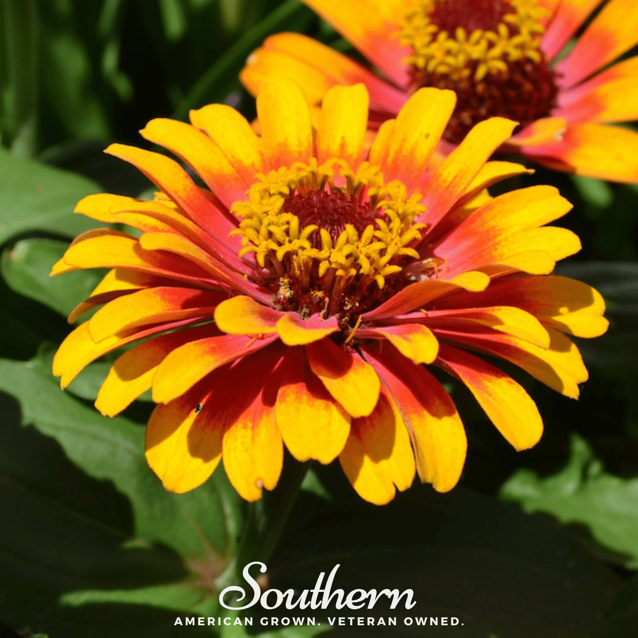 Sombrero Zinnia – 50 Seeds | Seeds | Wiccan Center