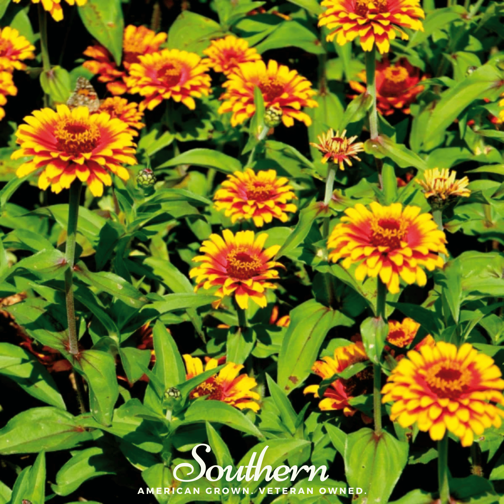 Sombrero Zinnia – 50 Seeds | Seeds | Wiccan Center