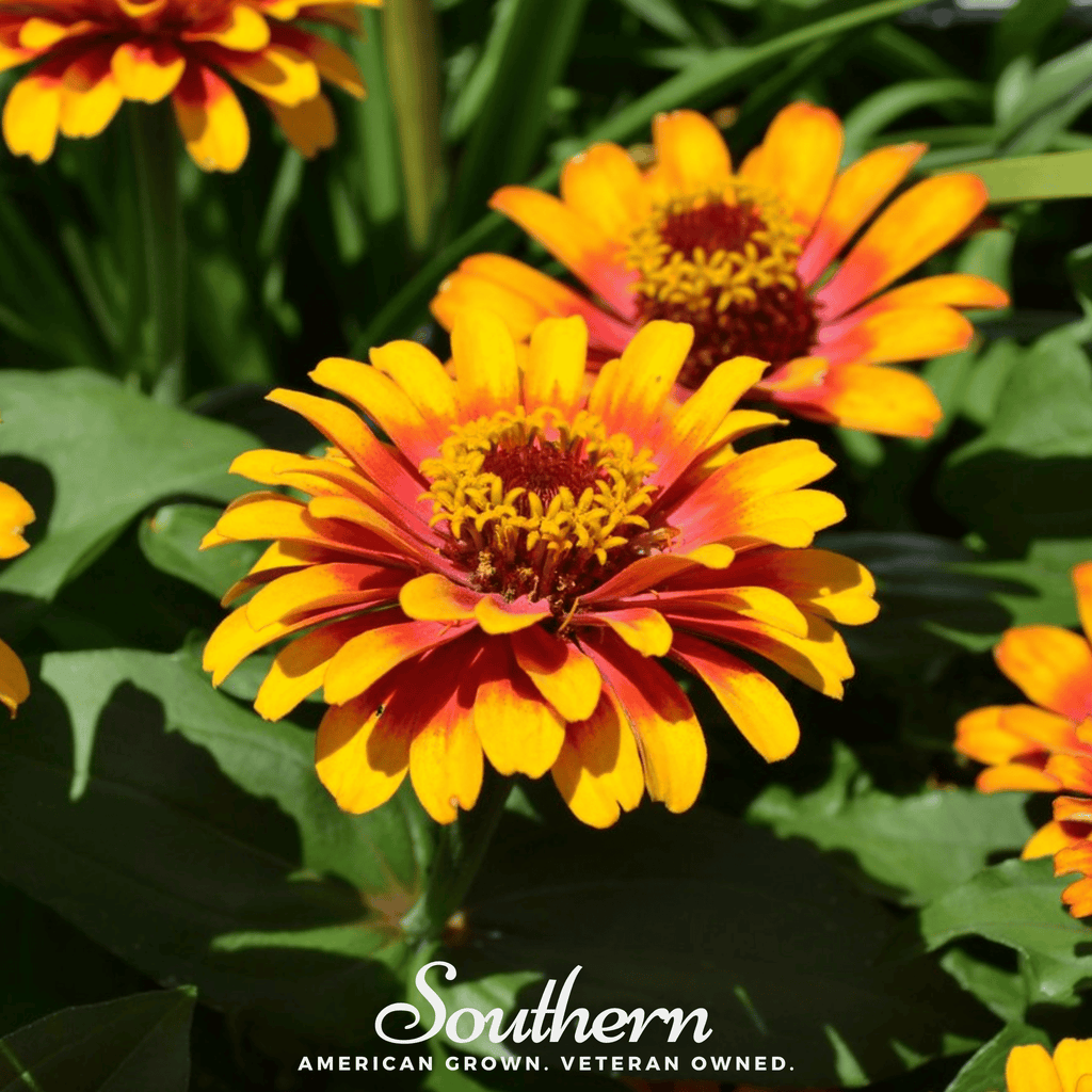 Sombrero Zinnia – 50 Seeds | Seeds | Wiccan Center