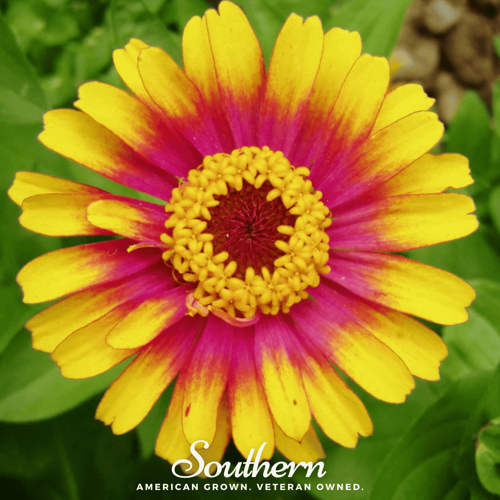 Sombrero Zinnia – 50 Seeds | Seeds | Wiccan Center