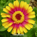 Sombrero Zinnia – 50 Seeds | Seeds | Wiccan Center