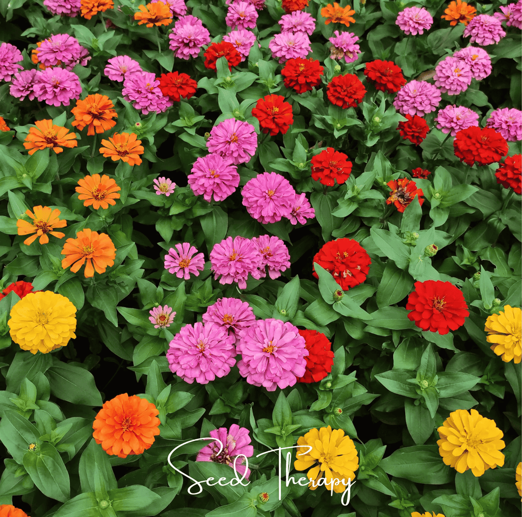 Thumbelina Dwarf Zinnia – 100 Seeds | Seeds | Wiccan Center