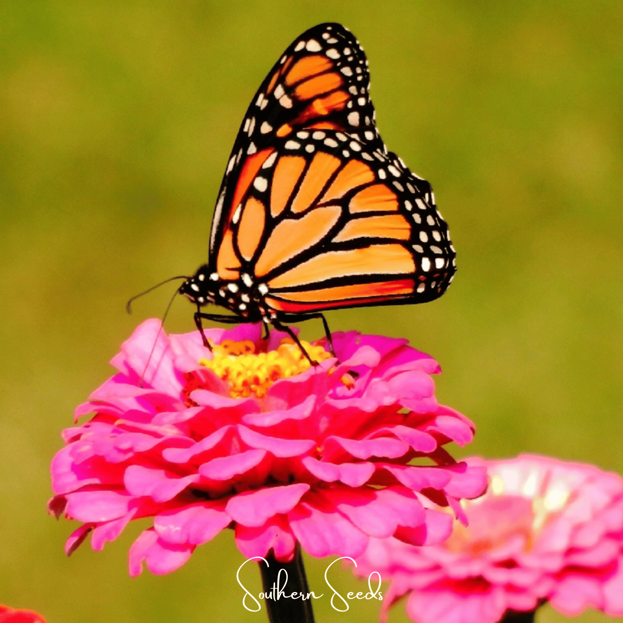 Thumbelina Dwarf Zinnia – 100 Seeds | Seeds | Wiccan Center