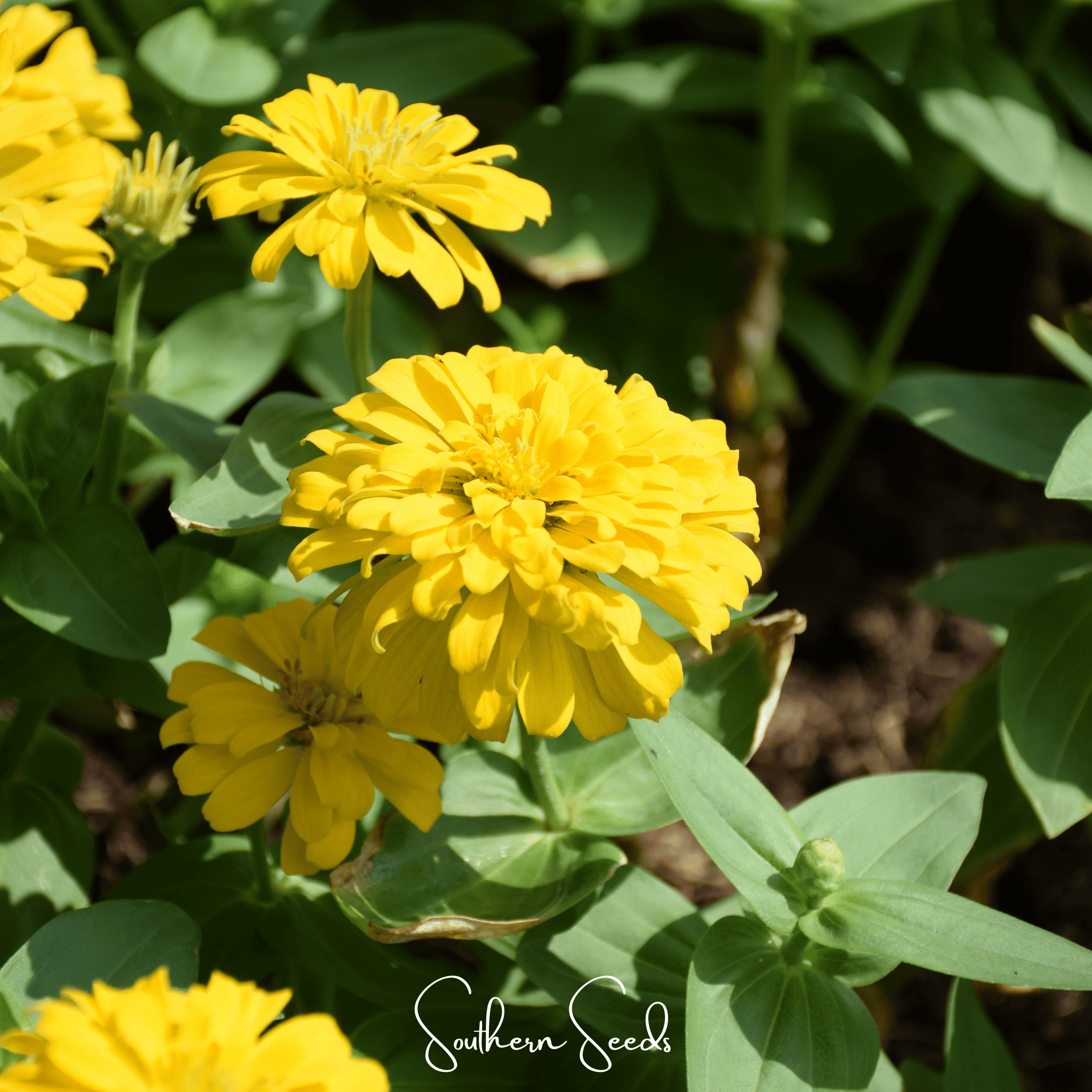 Thumbelina Dwarf Zinnia – 100 Seeds | Seeds | Wiccan Center