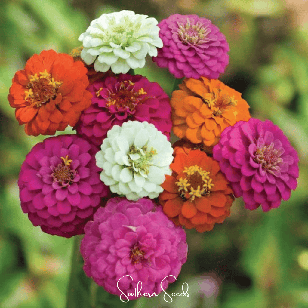 Thumbelina Dwarf Zinnia – 100 Seeds | Seeds | Wiccan Center